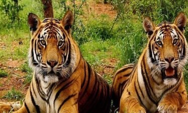 Jim Corbett Holiday Package – Standard